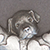 Puppy closeup