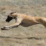 Poetry in motion