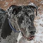 Brutus